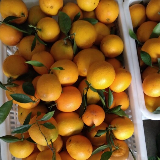 赣南信丰脐橙果园直供颗粒饱满入口化渣口感香甜,不甜不要钱。