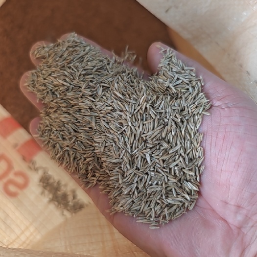 常州黑麦草种子
