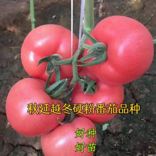 硬粉番茄种子— 金圣04 秋延、越冬、早春西红柿种子！