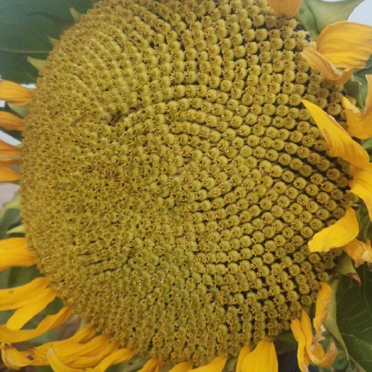向日葵青盘鲜食葵花盘批发超市电商市场供应