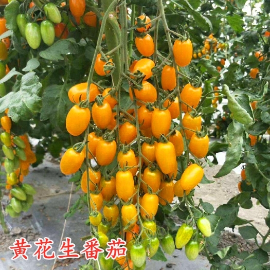 黄圣女果番茄种子—金蜜99  花生番茄种子