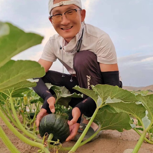 海原县宁夏中卫贝贝南瓜粉糯香甜。新鲜采摘基地直发