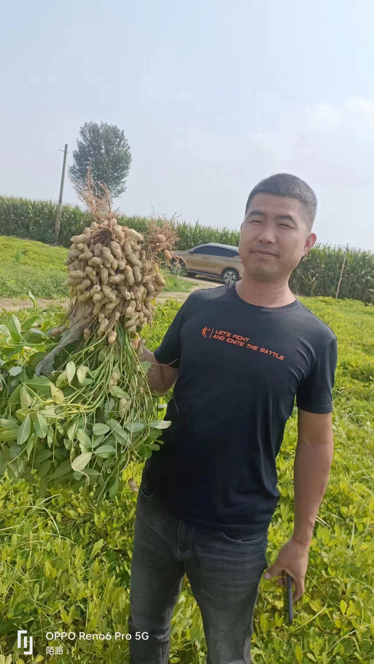 吨花生优系   
高油酸  品质好