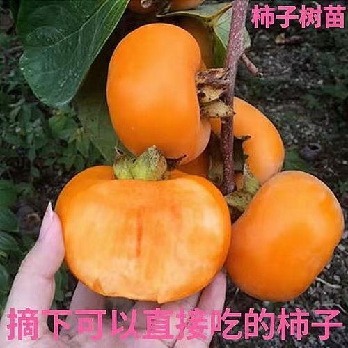 阳丰甜柿苗  甜柿子树苗，阳丰甜柿子树苗，富有甜柿子苗