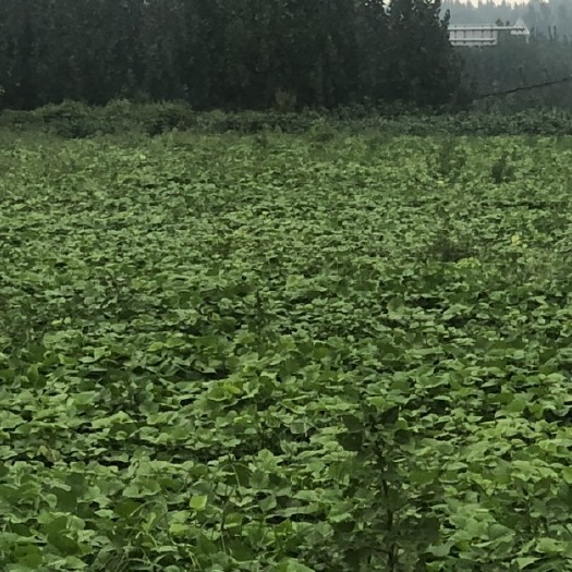 梁山县量大从优，诚信保证
