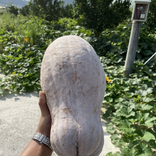 资阳蜜本，板栗，金香，贝贝，产区直发