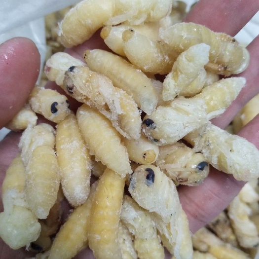 广州现货）12级土蜂蛹，熟冻，虎头蜂大土蜂蜂蛹，广州发货可发全国
