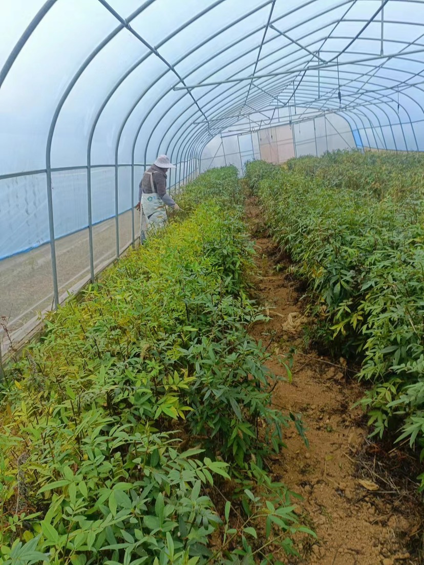 纳雍县基地直供藤椒苗，有需求的老板可以联系。