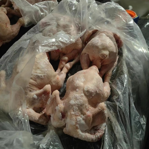 大肉食白条鸡    工厂直发  新货现货
