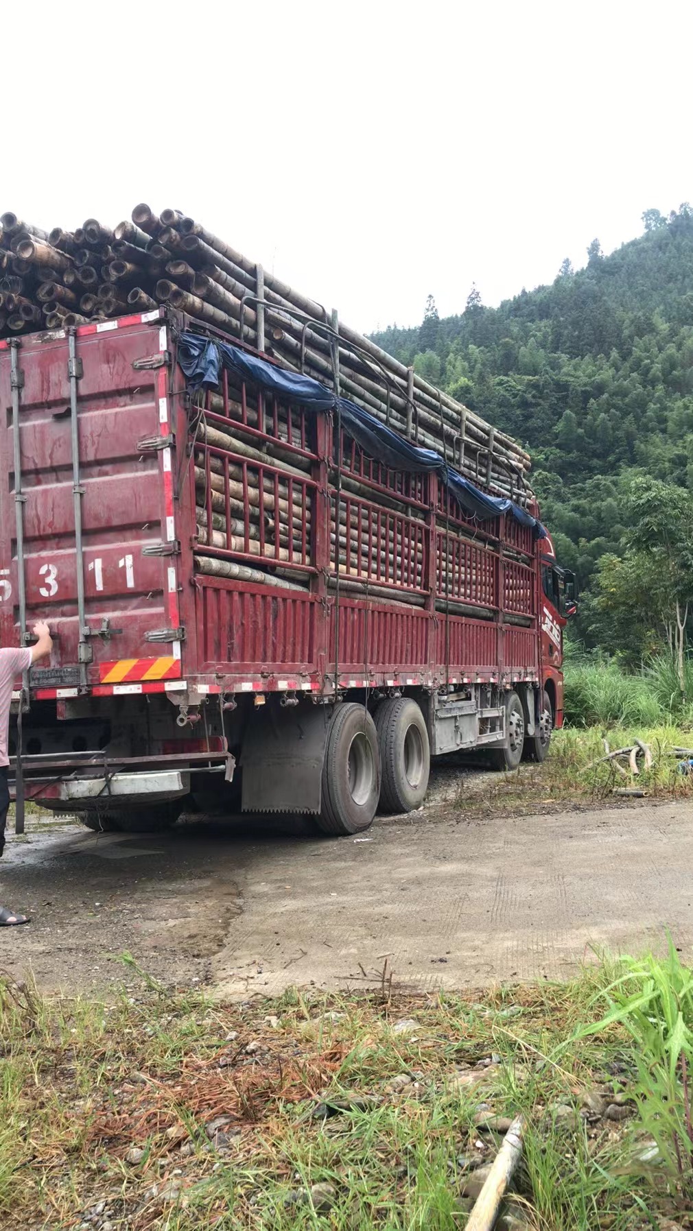 各种竹子大量出售，各种规格都可制定