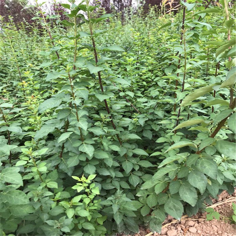 山西5号连翘苗 一年连翘苗 二年连翘苗 连翘苗批发基地