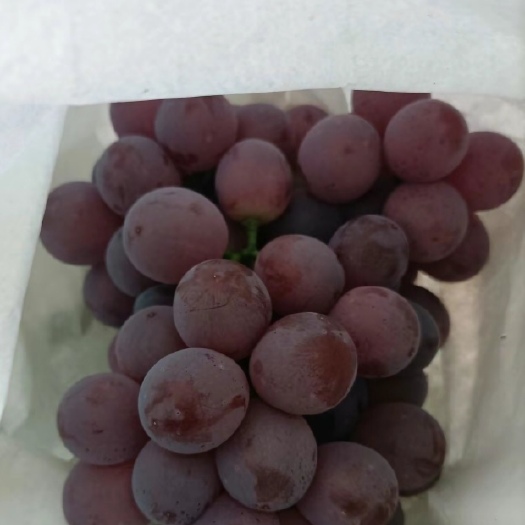 陆良县高原精品红提