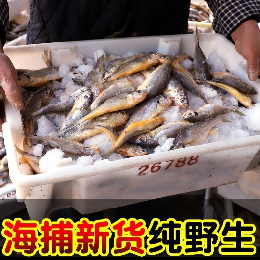 一斤十条小黄鱼