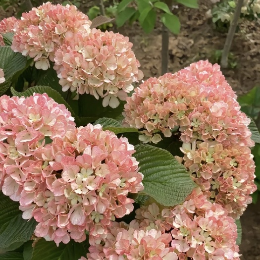 成都粉色中华木绣球，玫瑰达人