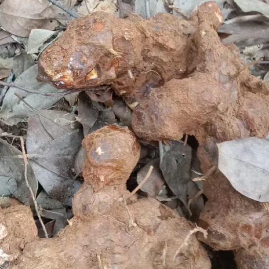清远新鲜土茯苓