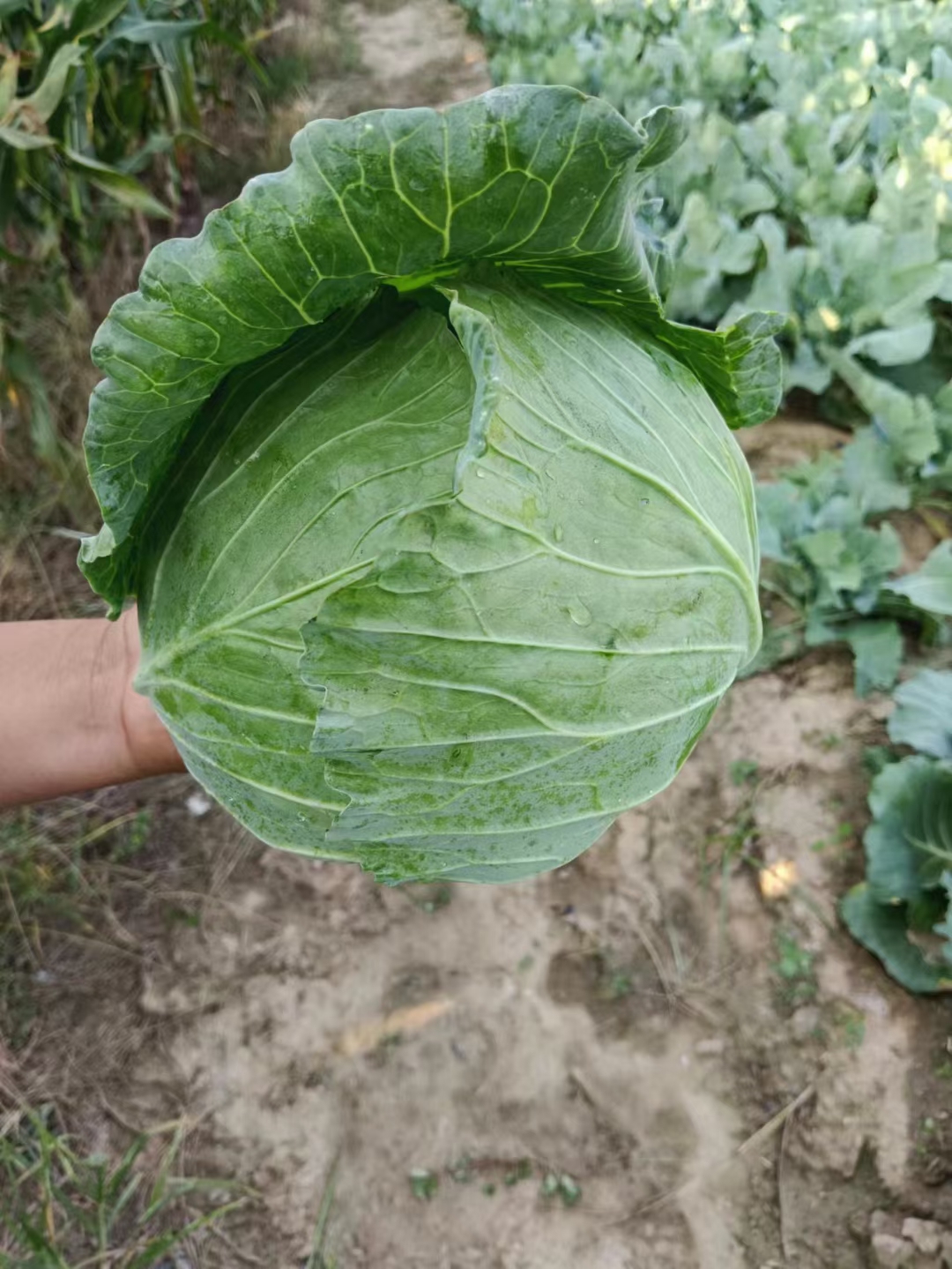 甘藍(lán)扁包墨玉，京豐包菜一手貨源，大量供應(yīng)，產(chǎn)地直供