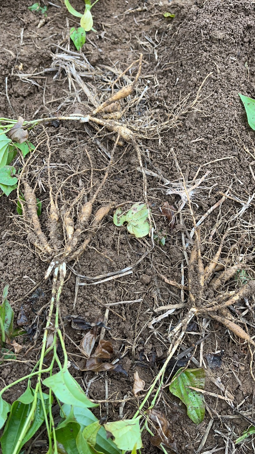 大量供应红花百部苗、紫花大叶百部苗