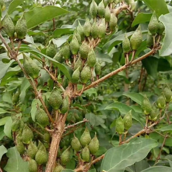 山西5号连翘苗 一年连翘苗 二年连翘苗 连翘苗批发基地