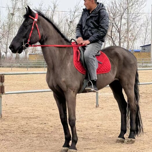 郓城县销售品种高马，矮马，半血马，旅游景点骑成马