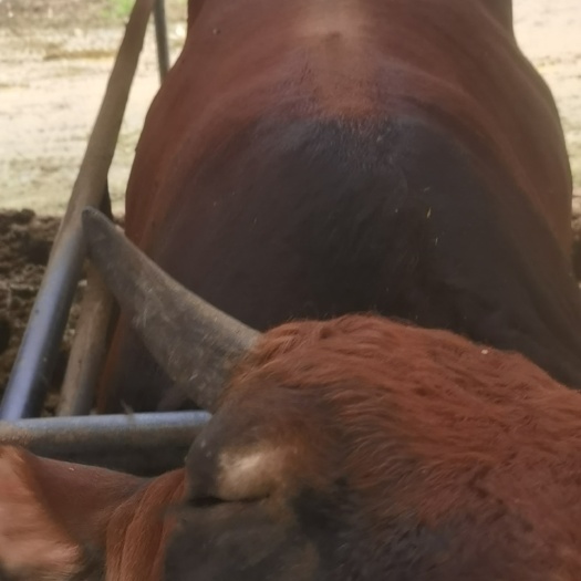 肉牛