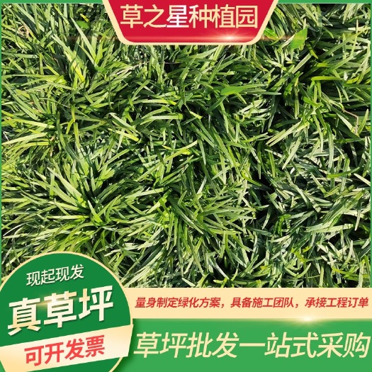 句容市麦冬草