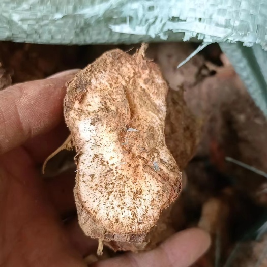 博罗县土茯苓批发