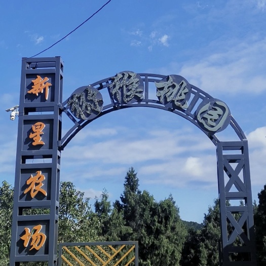 剑阁县红心猕猴桃