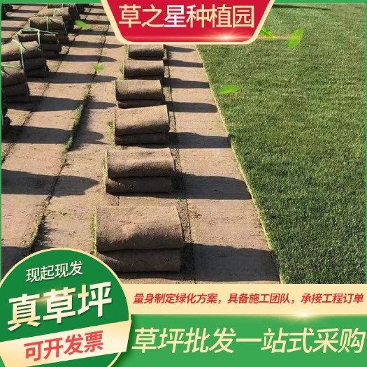 句容市沙坪果岭草，基地直发，量大从优