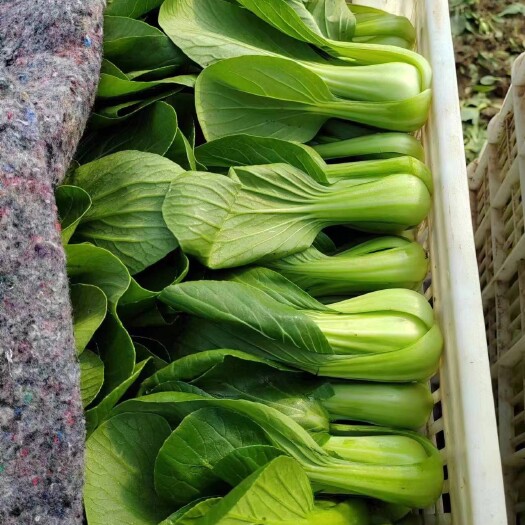 曹县小油菜，小白菜