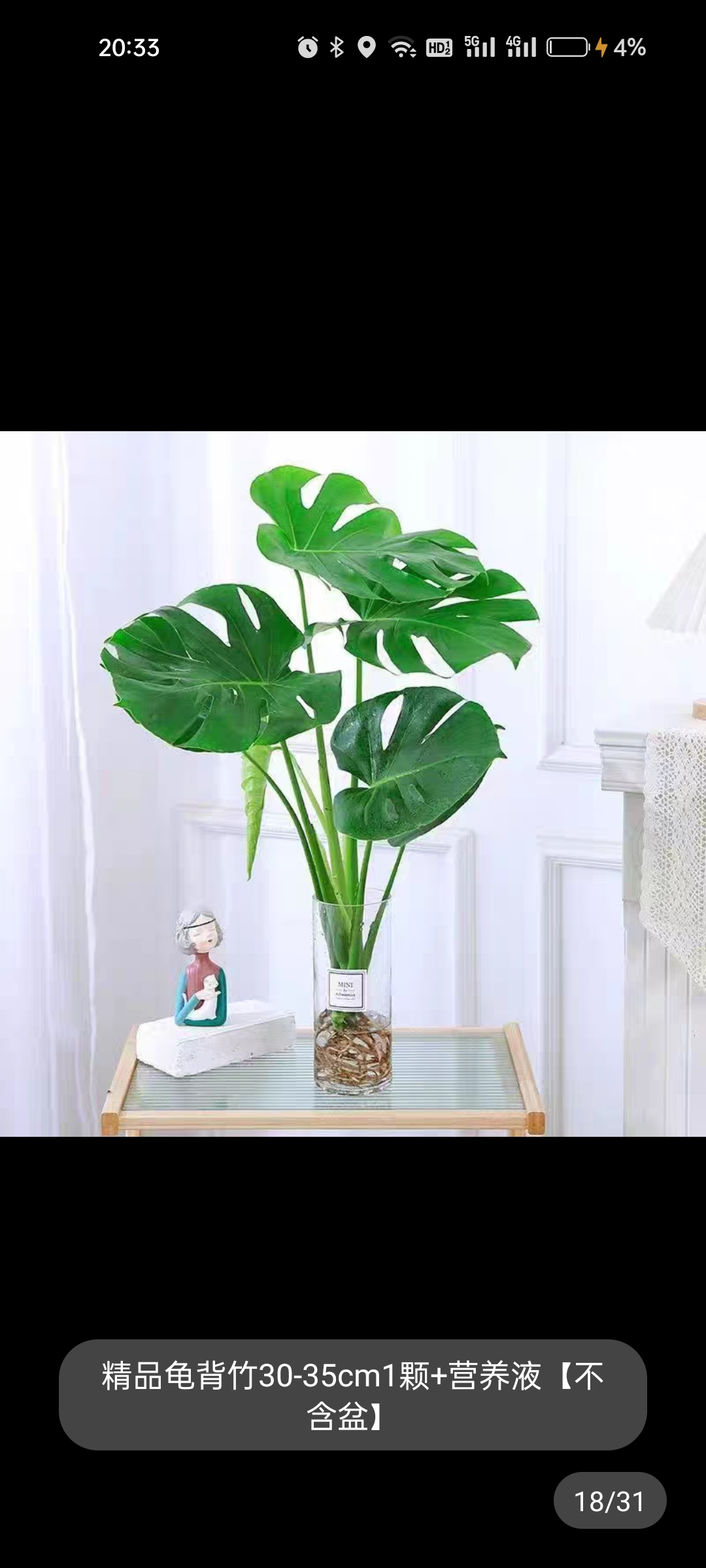 龟背竹