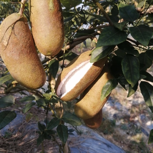 麻阳县湖南野生八月瓜