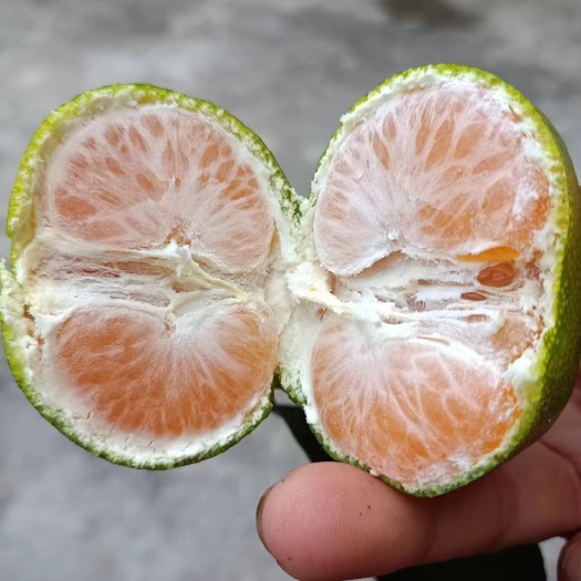 荣县蜜橘