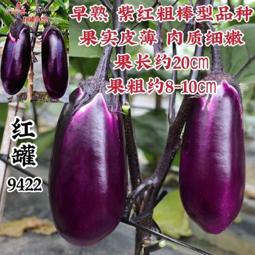 茄子种子龙盛红罐9422茄子种子早熟皮薄紫红色粗棒形红罐茄子
