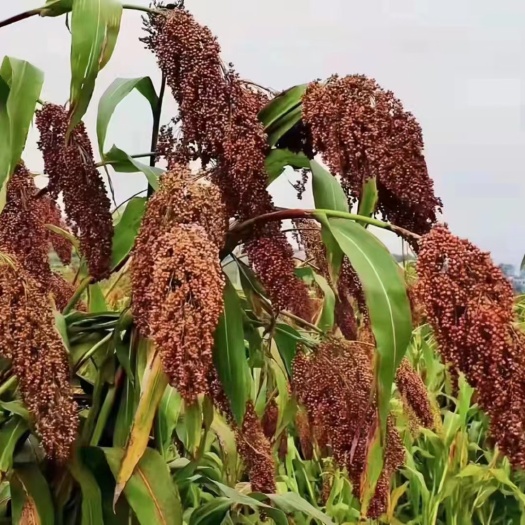 仁怀市红缨子