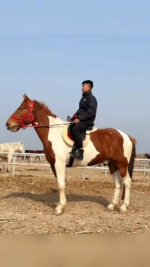 郓城县销售品种高马，矮马，半血马，旅游景点骑成马