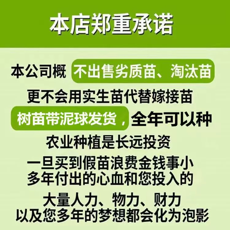 四季香水柠檬树苗广东无籽嫁接无核果苗盆栽泰国青柠檬苗果树