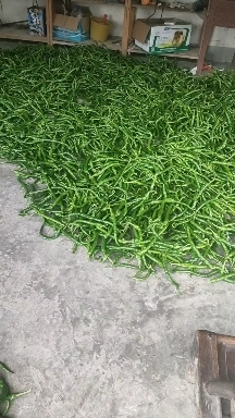 永顺县螺线辣椒，红辣子