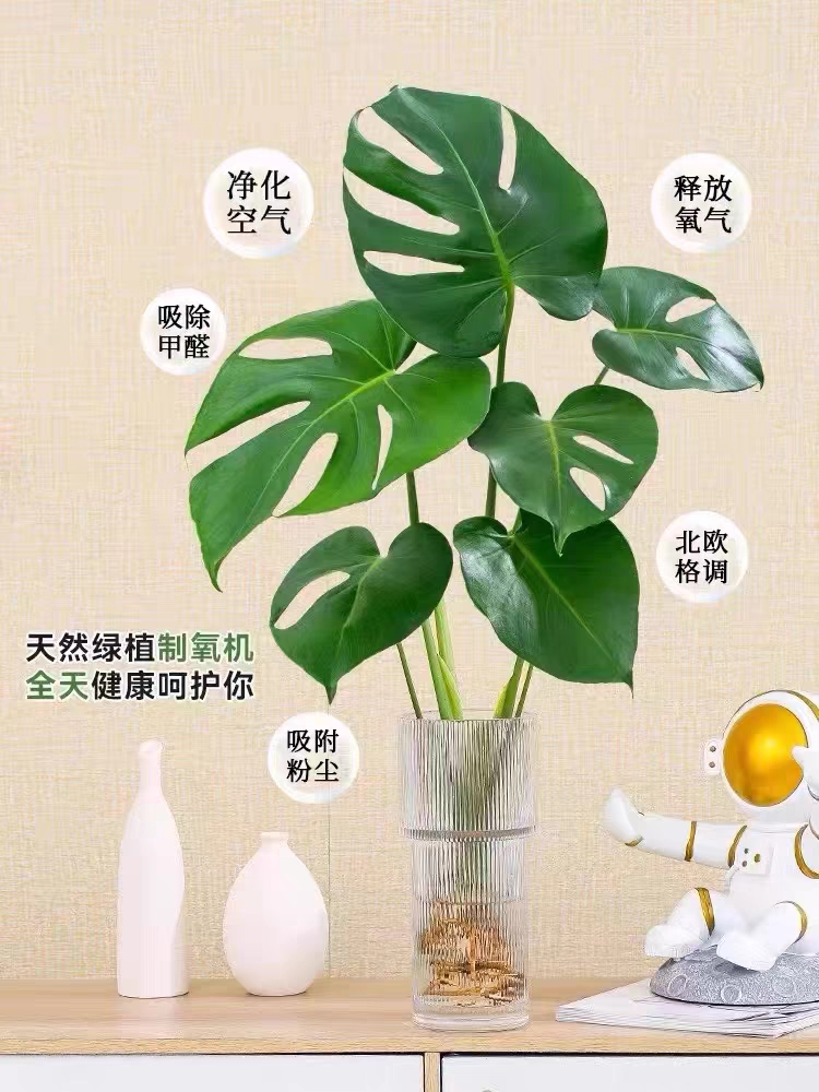 龟背竹