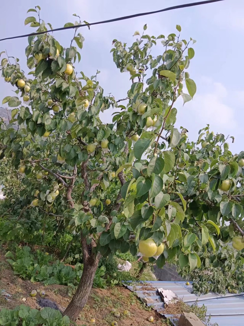 河北純山地雪花梨，膜袋，又甜又脆