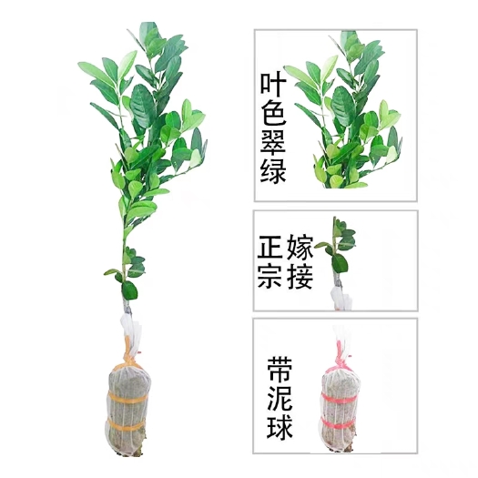 容县四季香水柠檬树苗广东无籽嫁接无核果苗盆栽泰国青柠檬苗果树