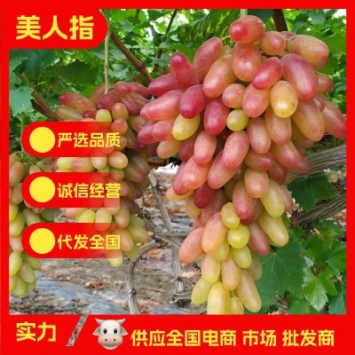 涿鹿县产地直供美人指金手指葡萄水果无籽无核葡萄5斤10斤一件代发