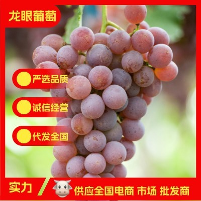 涿鹿县产地直供产地直销龙眼葡萄天然种植水果葡萄涿鹿县葡萄一次特等果