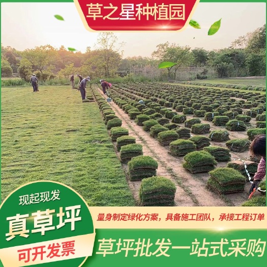 句容市百慕大草坪。天堂草基地直发