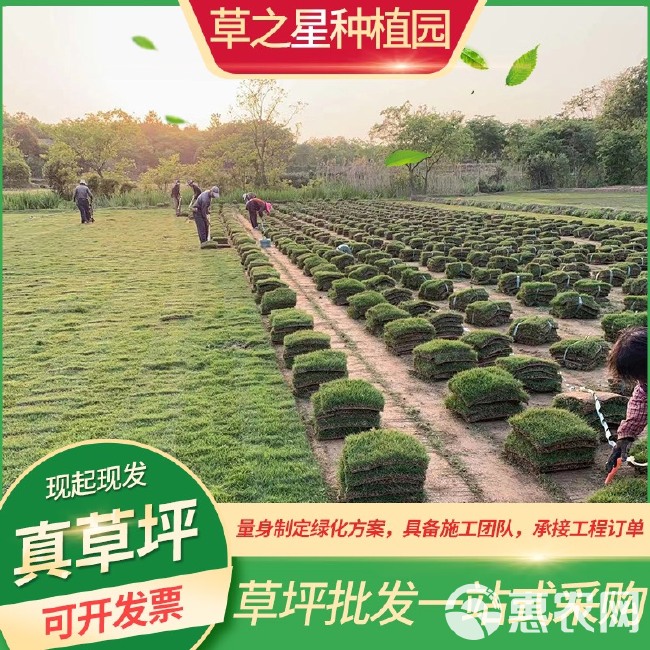 百慕大草坪。天堂草基地直发