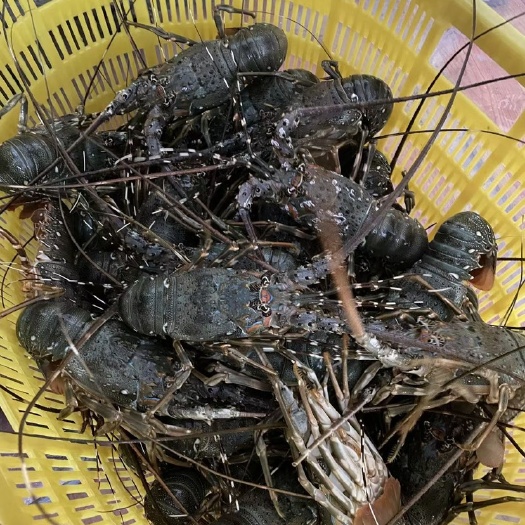 北海1斤以上的生猛青龙