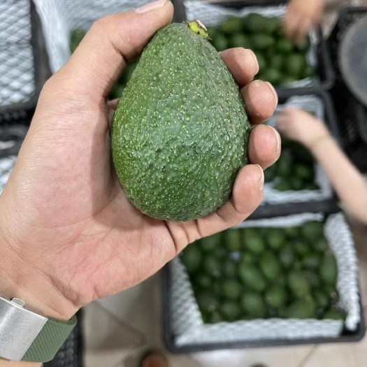景洪市哈斯牛油果