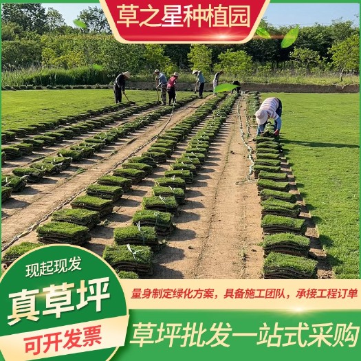 狗牙根，百慕大，天堂草