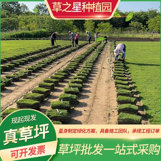 句容市狗牙根，百慕大，天堂草