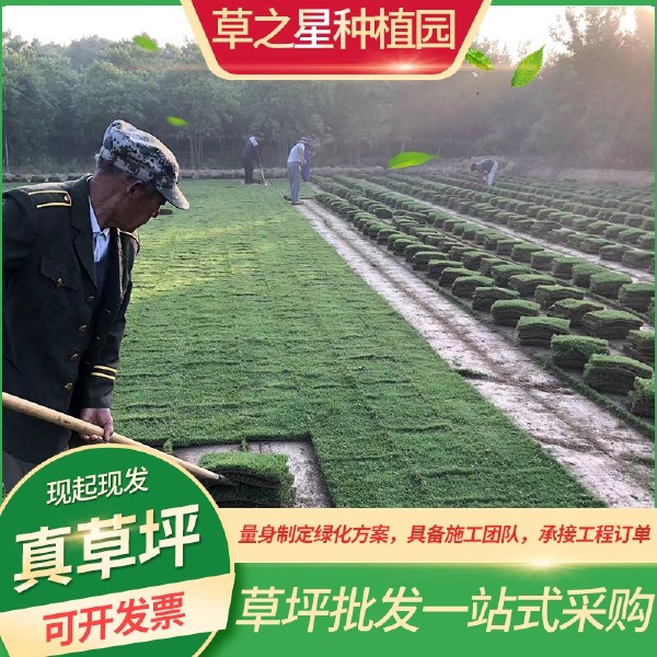 百慕大草坪。天堂草基地直发