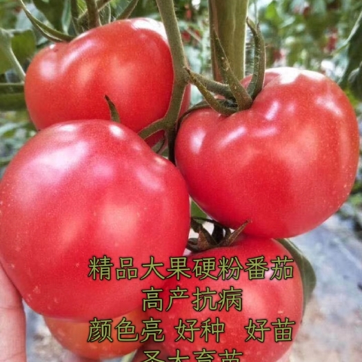 寿光市德玛 越冬大精品硬粉番茄种子—粉果西红柿种子高抗病毒 大果